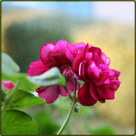 marika-richter-ergotherapie-Blume